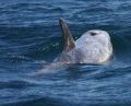 Risso's Dolphin